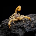 Skorpion (Hadrurus Arizonensis) Skorpion (Hadrurus Arizonensis)