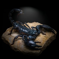 Skorpion Heterometrus silenus