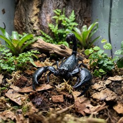 Skorpion Heterometrus silenus Skorpion Heterometrus silenus