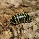 12x Armadillidium Maculatum Yellow