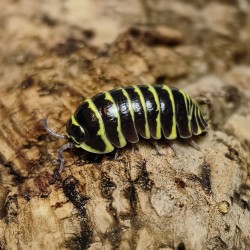 Armadillidium Maculatum Yellow