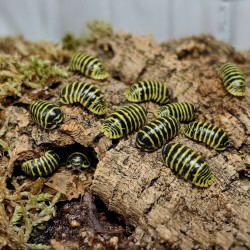 Armadillidium Maculatum Yellow isopod