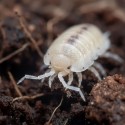Stonogi tropikalne (Trichorhina tomentosa)