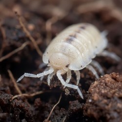 Stonogi tropikalne (Trichorhina tomentosa)