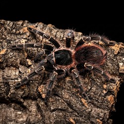 Ptasznik (Lasiodora Klugi)