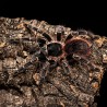Ptasznik (Lasiodora Klugi)