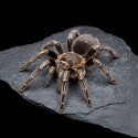 Ptasznik (Aphonopelma Seemanni) Ptasznik (Aphonopelma Seemanni)