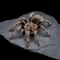 Ptasznik (Aphonopelma Seemanni)