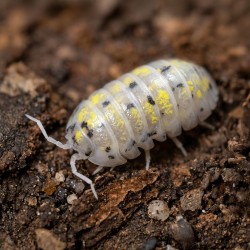 Armadilidium vulgare Magic Potion isopod
