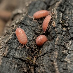 Porcellionides Pruinosus Powder Orange Isopody