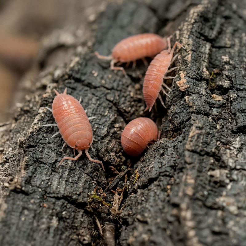 Porcellionides Pruinosus Powder Orange Isopody
