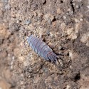 12x Porcellionides Pruinosus Powder Blue