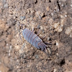 Porcellionides Pruinosus Powder Blue