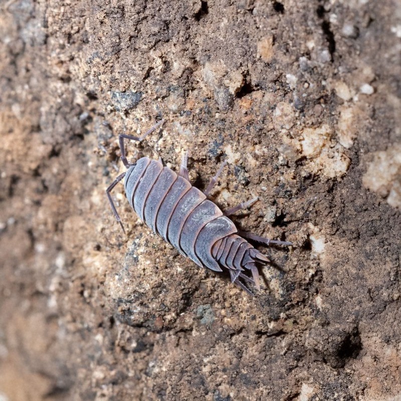 Porcellionides Pruinosus Powder Blue