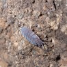 12x Porcellionides Pruinosus Powder Blue