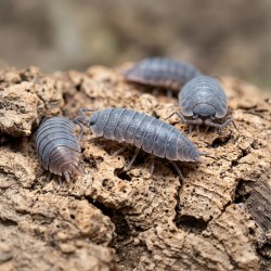 Porcellionides Pruinosus Powder Blue Isopody