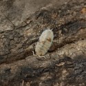 12x Porcellio Scaber Orange Dalmatian