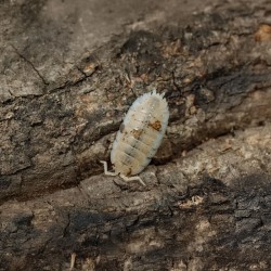 Porcellio Scaber Orange Dalmatian