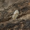 12x Porcellio Scaber Orange Dalmatian