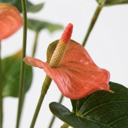 Anthurium Bush