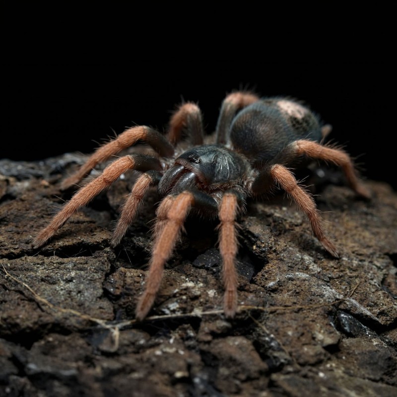 Ptasznik (Kochiana brunnipes)