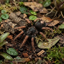 Ptasznik (Kochiana brunnipes) pająk