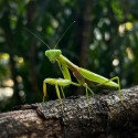 Modliszka (Hierodula venosa)