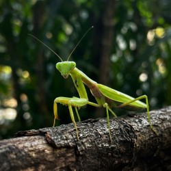 Modliszka (Hierodula venosa)