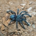 Ptasznik (Caribena laeta)