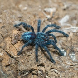 Ptasznik (Caribena laeta)
