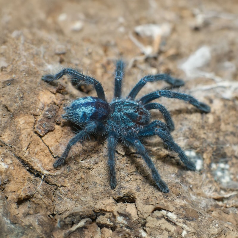 Ptasznik (Caribena laeta)