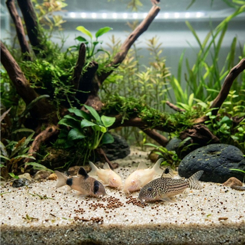 TROPICAL Kirysek - tonący granulat dla ryb dennych