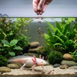 TROPICAL Axolotl Sticks - pokarm dla aksolotli i płazów wodnych
