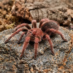 Ptasznik (Grammostola rosea RED)
