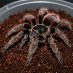 Ptasznik (Nhandu carapoensis)