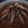 Ptasznik (Nhandu carapoensis)
