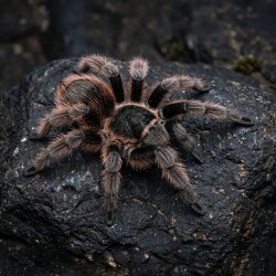 Ptasznik (Nhandu carapoensis)