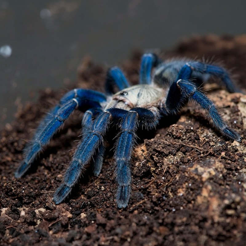 Ptasznik (Cyriopagopus (ex. Haplopelma) lividus)