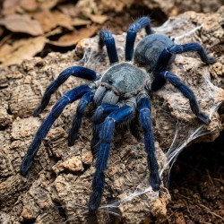 Ptasznik (Cyriopagopus (ex. Haplopelma) lividus)