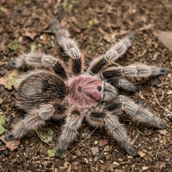 Ptasznik (Grammostola rosea)