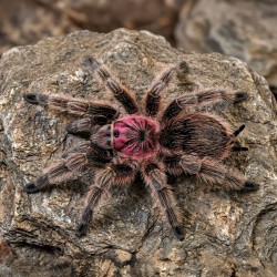 Ptasznik (Grammostola rosea)