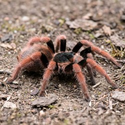 Ptasznik (Megaphobema robustum)