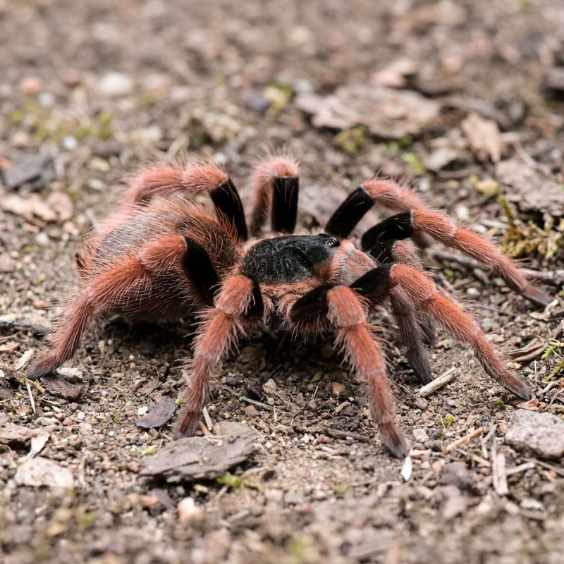 Ptasznik (Megaphobema robustum)
