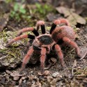 Ptasznik (Megaphobema robustum)