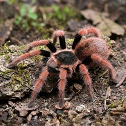 Ptasznik (Megaphobema robustum)