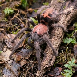 Ptasznik (Davus pentaloris)