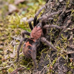 Ptasznik (Davus pentaloris)