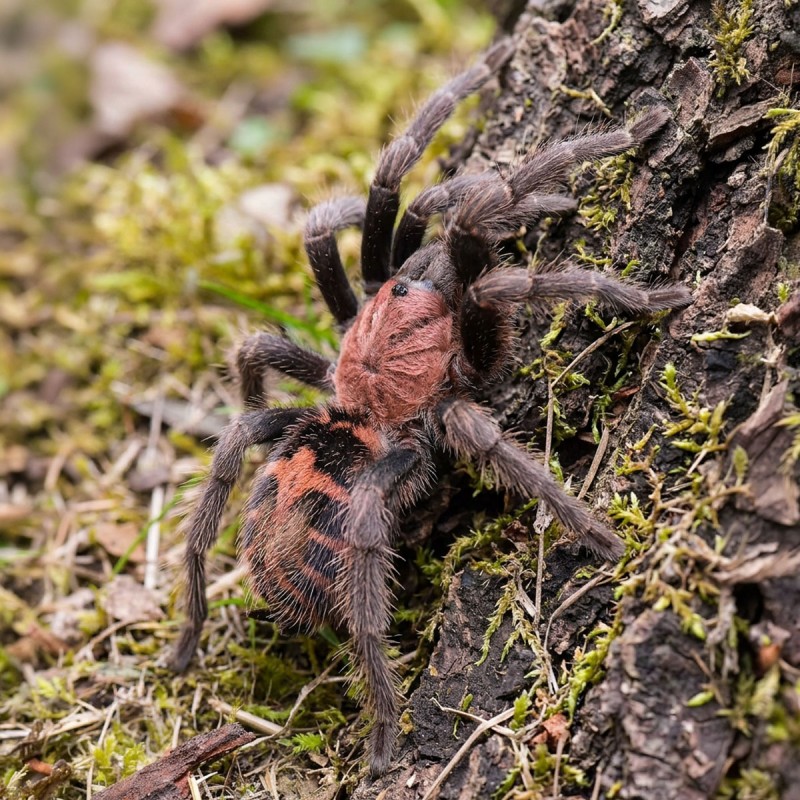 Ptasznik (Davus pentaloris)