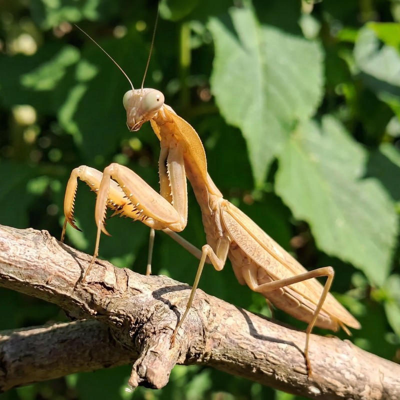 Modliszka (Rhombodera kirbyi)