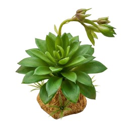 Sztuczna roślina do terrarium Sukulent Green 11,5 cm Repto Plant
